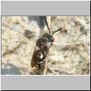 Epeolus variegatus - Filzbiene w03a 8mm - OS-Wallhorst-Sandgrube.jpg